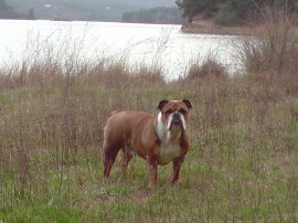 Nala